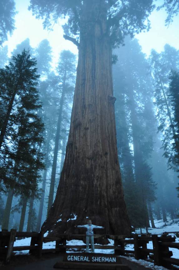 A famosa 'General Sherman', a maior árvore do mundo, no Sequoia National Park,  na Califórnia - EUA